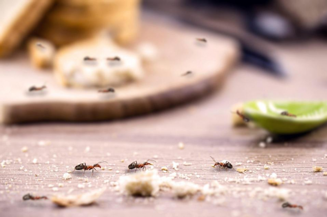 Get Rid Of Ants From Your Home In 2022